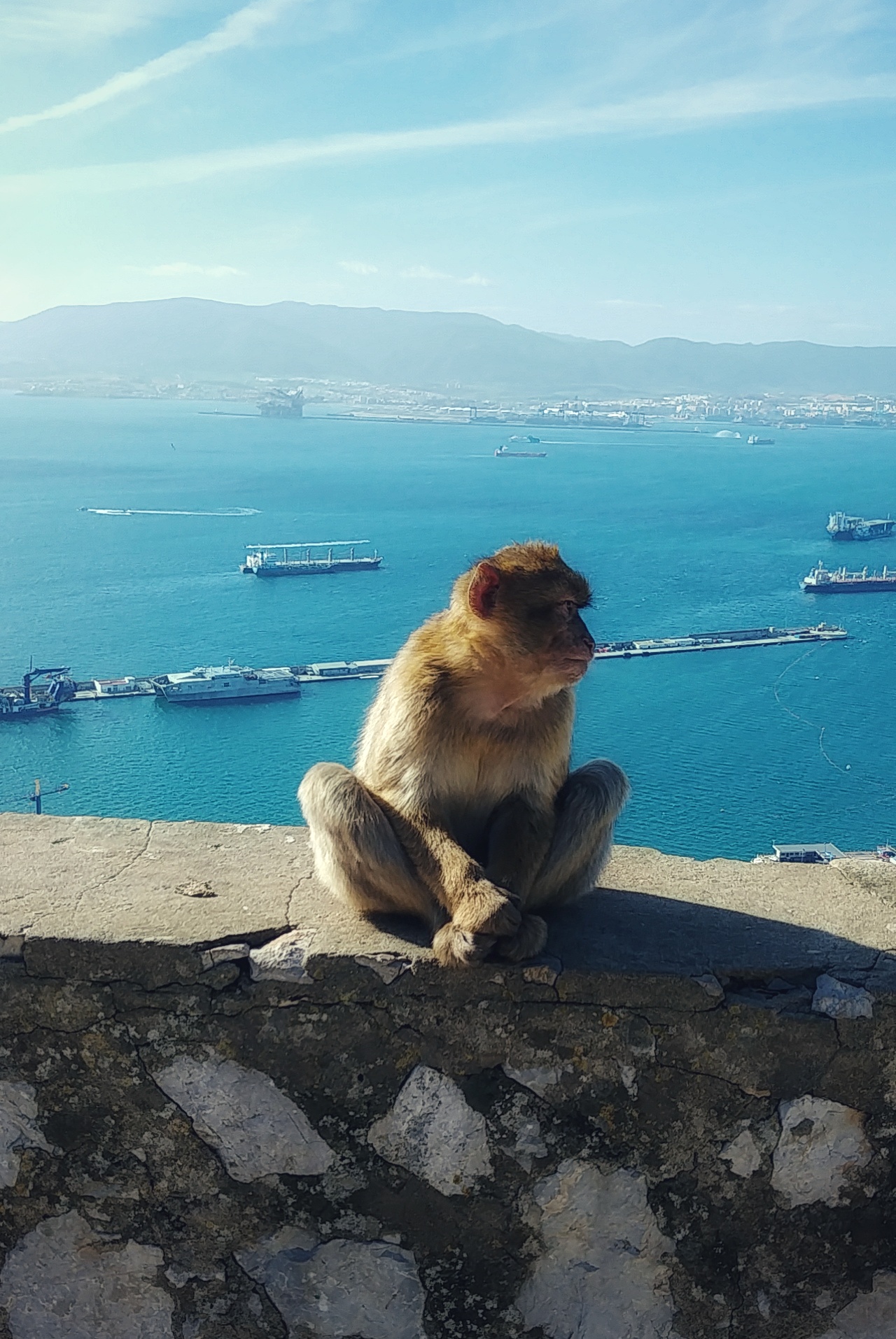 Berberaap in Gibraltar